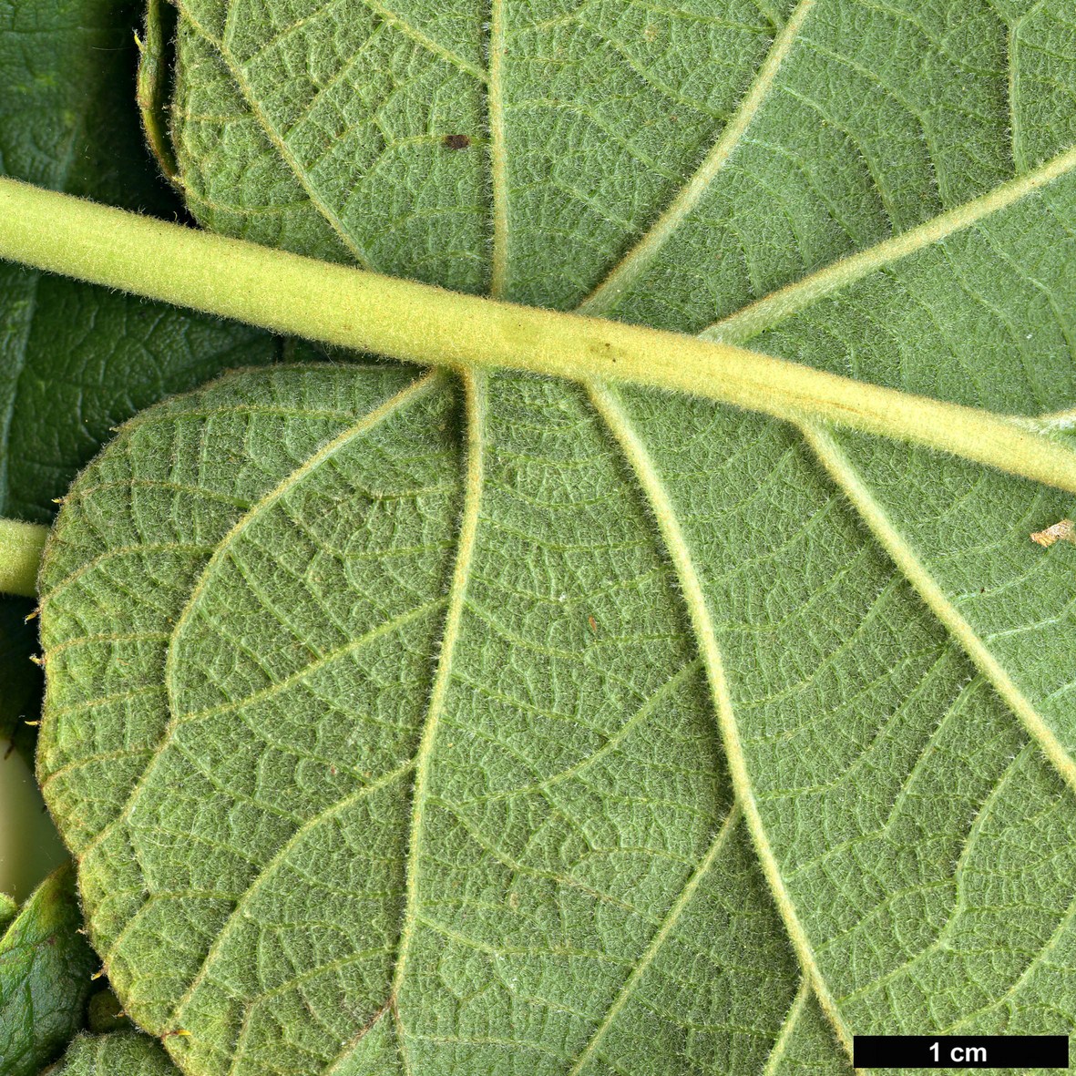 High resolution image: Family: Actinidiaceae - Genus: Actinidia - Taxon: chinensis - SpeciesSub: f. rufopulpa